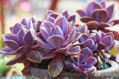 ​紫珍珠的养殖方法和注意事项（紫珍珠的5个养护小技巧）