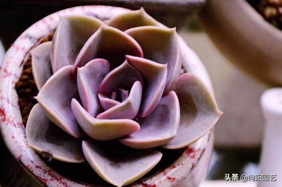 紫珍珠的养殖方法和注意事项（紫珍珠的5个养护小技巧）