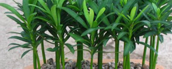 罗汉松扦插时间和方法（分享罗汉松的正确扦插方法）