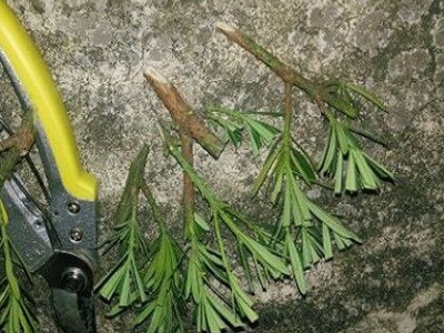 罗汉松扦插时间和方法（分享罗汉松的正确扦插方法）