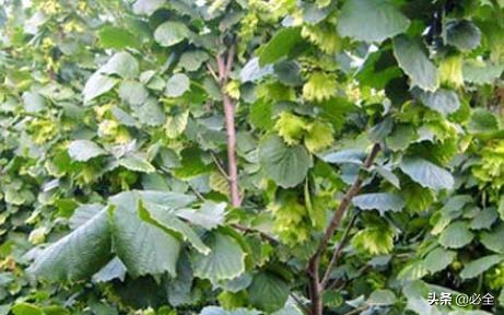 榛子树长什么样（榛子树栽培技术要点详解）