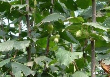 榛子树长什么样（榛子树栽培技术要点详解）