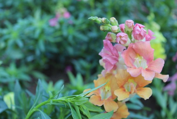 金鱼草的花语是什么（看园丁怎么养殖金鱼草）