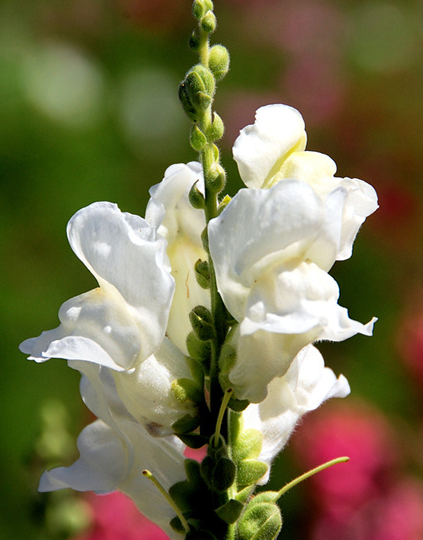 金鱼草的花语是什么（看园丁怎么养殖金鱼草）