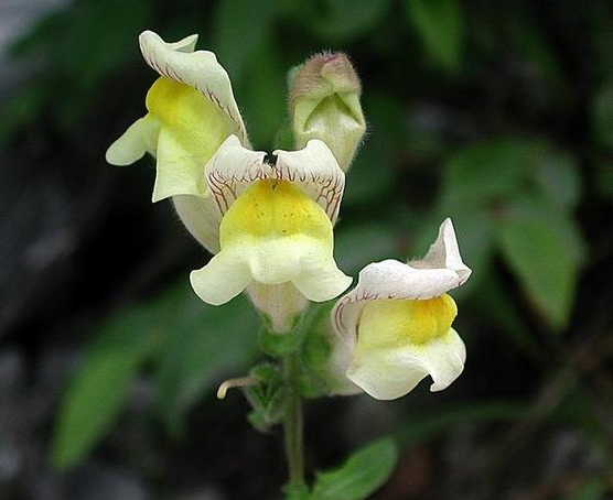 金鱼草的花语是什么（看园丁怎么养殖金鱼草）