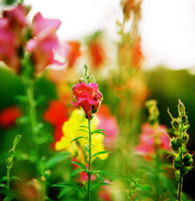 金鱼草的花语是什么（看园丁怎么养殖金鱼草）