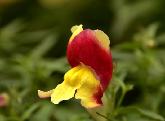 金鱼草的花语是什么（看园丁怎么养殖金鱼草）