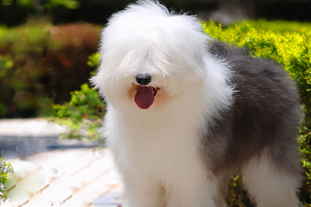 金毛是大型犬吗（知识科普金毛犬所属的类型）