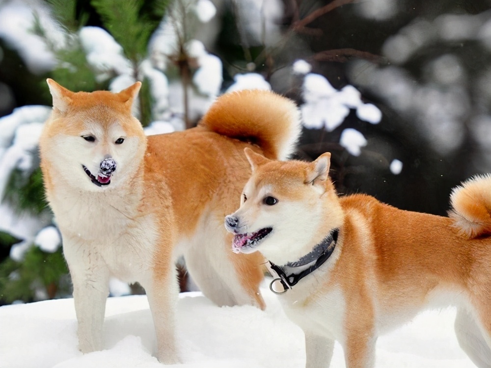 金毛是大型犬吗（知识科普金毛犬所属的类型）