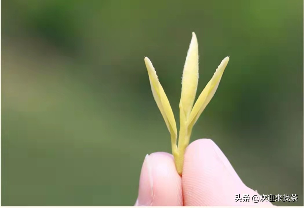 茶叶等级划分标准（茶叶等级区分的标准介绍）