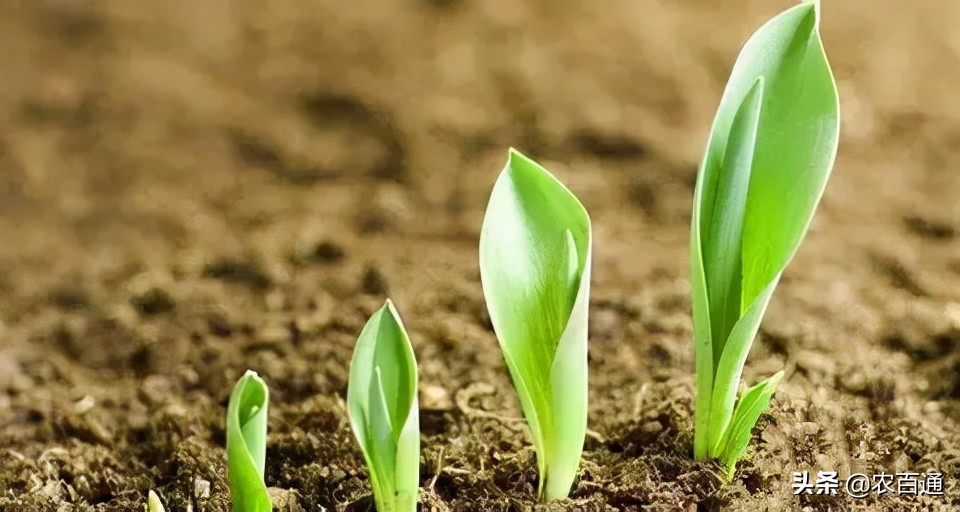 种子怎么种发芽快（分享常见种子发芽方法大全）
