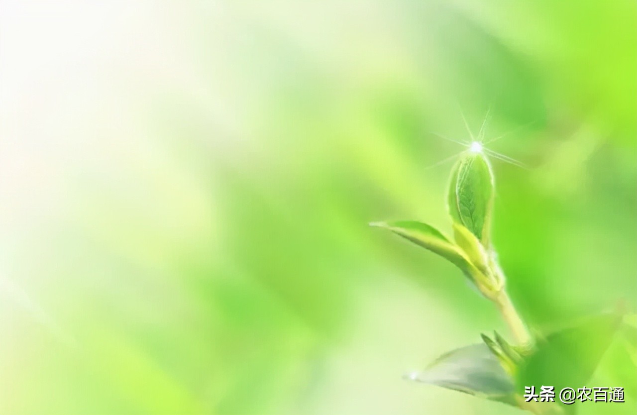 种子怎么种发芽快（分享常见种子发芽方法大全）