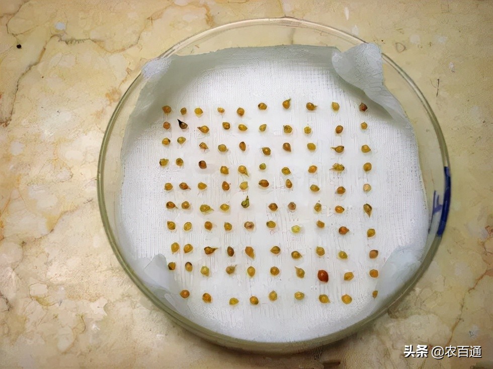 种子怎么种发芽快（分享常见种子发芽方法大全）