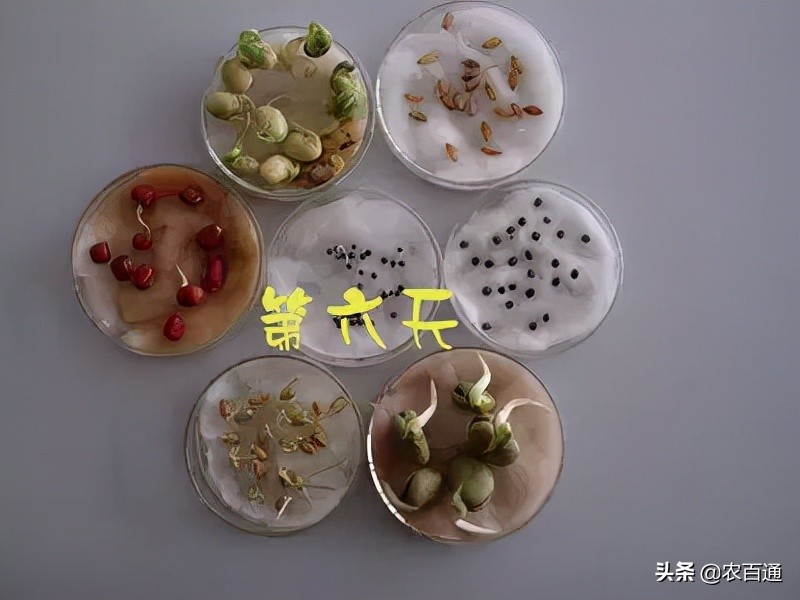 种子怎么种发芽快（分享常见种子发芽方法大全）
