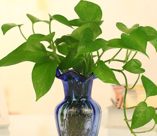 水培绿萝叶子发黄怎么办（叶片发黄的3个解决方法）