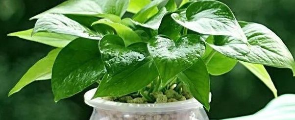 水培绿萝叶子发黄怎么办（叶片发黄的3个解决方法）