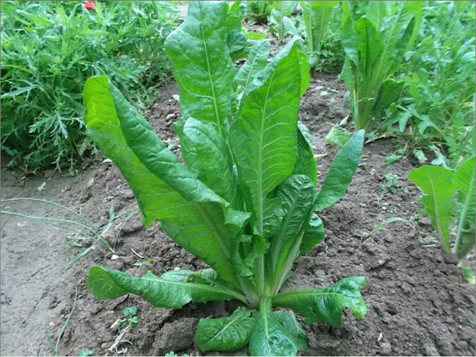 兰菊根的功效与作用（兰菊根的主要功效介绍）