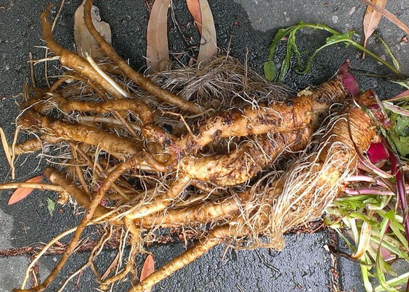 兰菊根的功效与作用（兰菊根的主要功效介绍）