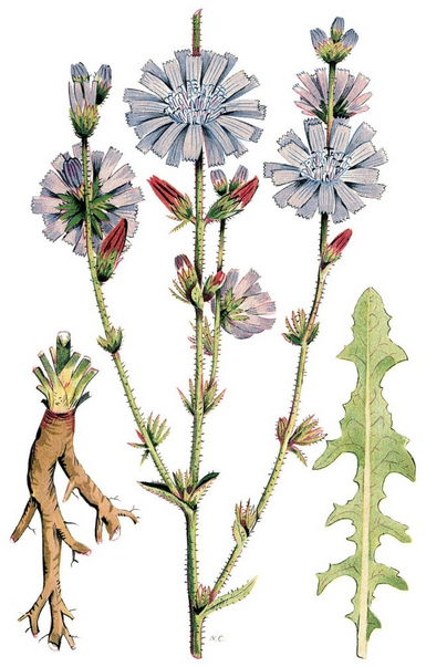 兰菊根的功效与作用（兰菊根的主要功效介绍）