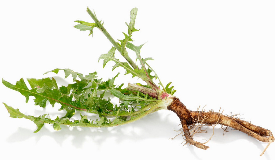 兰菊根的功效与作用（兰菊根的主要功效介绍）