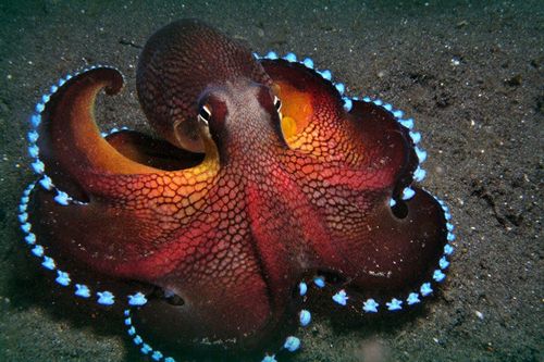 猪是最聪明的动物吗（一文了解最聪明的10种动物）