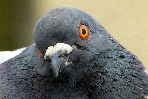 猪是最聪明的动物吗（一文了解最聪明的10种动物）