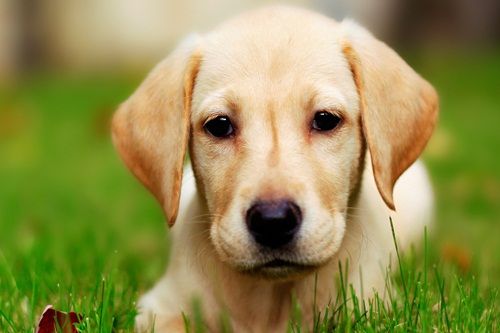 猪是最聪明的动物吗（一文了解最聪明的10种动物）