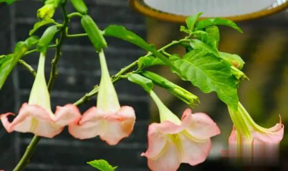 曼陀罗花有毒吗（一文了解曼陀罗花的生理特性）