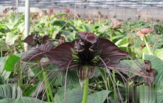 曼陀罗花有毒吗（一文了解曼陀罗花的生理特性）