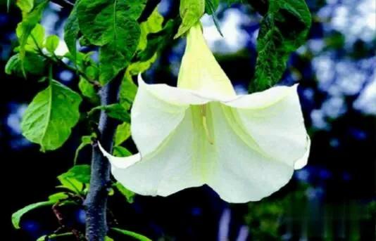 曼陀罗花有毒吗（一文了解曼陀罗花的生理特性）