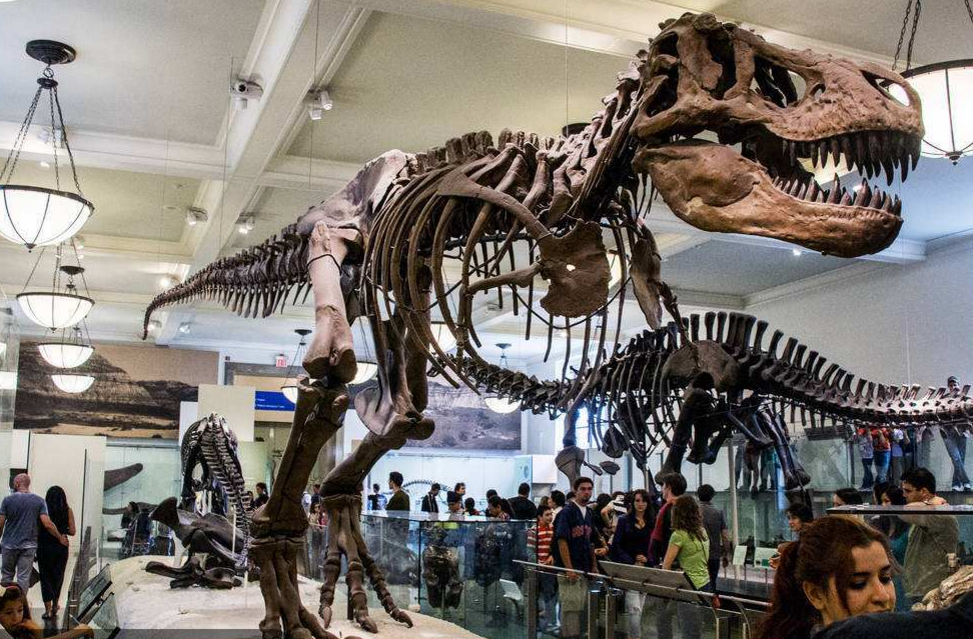 霸王龙长什么样子（图文讲解霸王龙的真正样子）