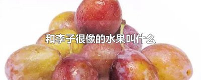 ​和李子很像的水果叫什么