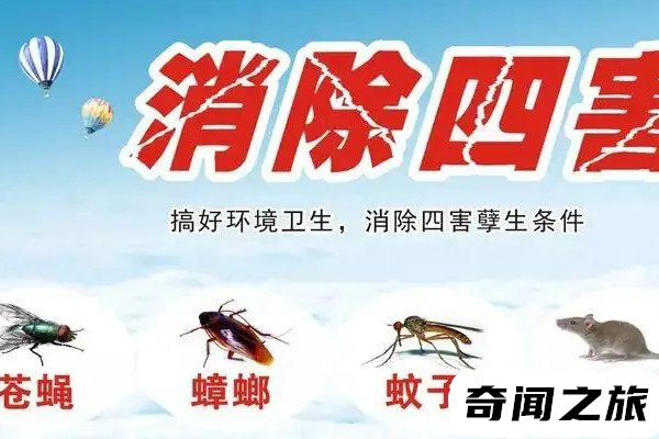 四害是指哪四种虫（苍蝇、蚊子、老鼠、蟑螂）(2)_