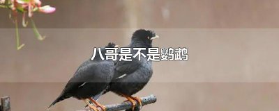 ​八哥是不是鹦鹉