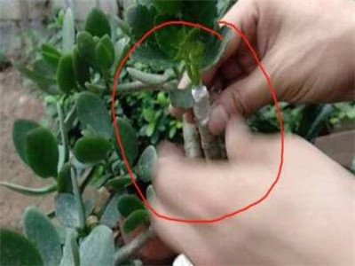 玉树嫁接长寿花几月份最合适（玉树嫁接长寿花的方法 ）