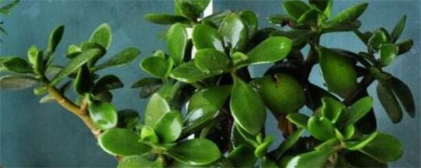 玉树嫁接长寿花几月份最合适（玉树嫁接长寿花的方法 ）