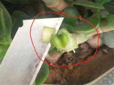 玉树嫁接长寿花几月份最合适（玉树嫁接长寿花的方法 ）