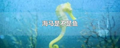 ​海马是不是鱼