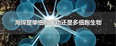 ​海绵是单细胞生物还是多细胞生物