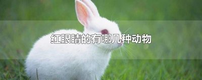 ​红眼睛的有哪几种动物