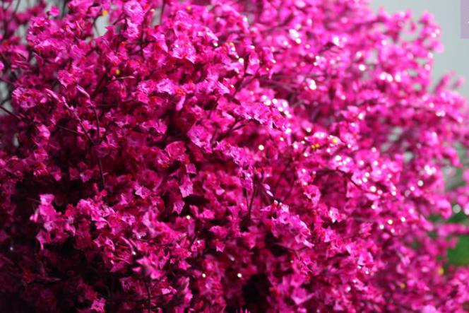 水晶草的花语（干燥花加工最重要的源材料之水晶草介绍）