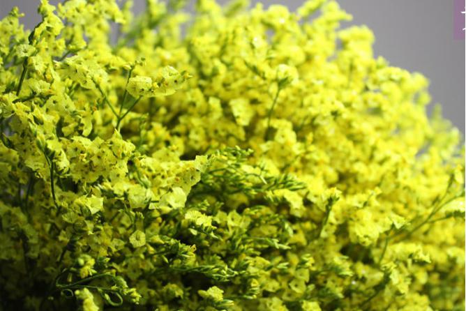 水晶草的花语（干燥花加工最重要的源材料之水晶草介绍）