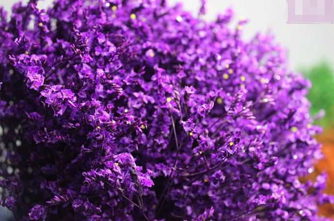 水晶草的花语（干燥花加工最重要的源材料之水晶草介绍）