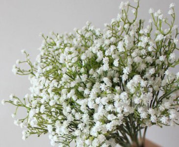 ​水晶草的花语（干燥花加工最重要的源材料之水晶草介绍）