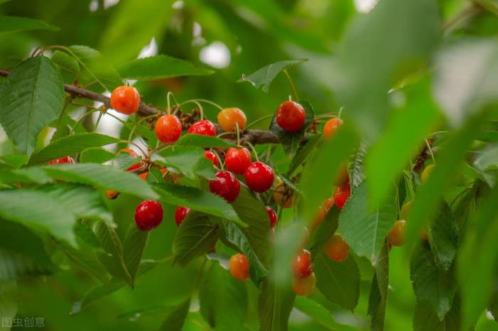 把女朋友心伤透了能挽回吗（也挽回不了伤透的心）