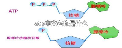 ​atp中文名称是什么