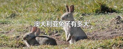 ​澳大利亚兔子有多大