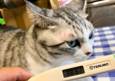 ​猫咪发烧吃什么药（猫咪发烧的症状是什么）