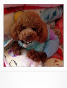 ​狗生病了吃什么药好得快土方法(狗生病了吃什么药好得快)