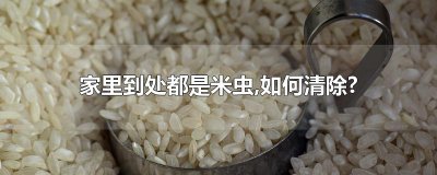 ​家里到处都是米虫,如何清除?